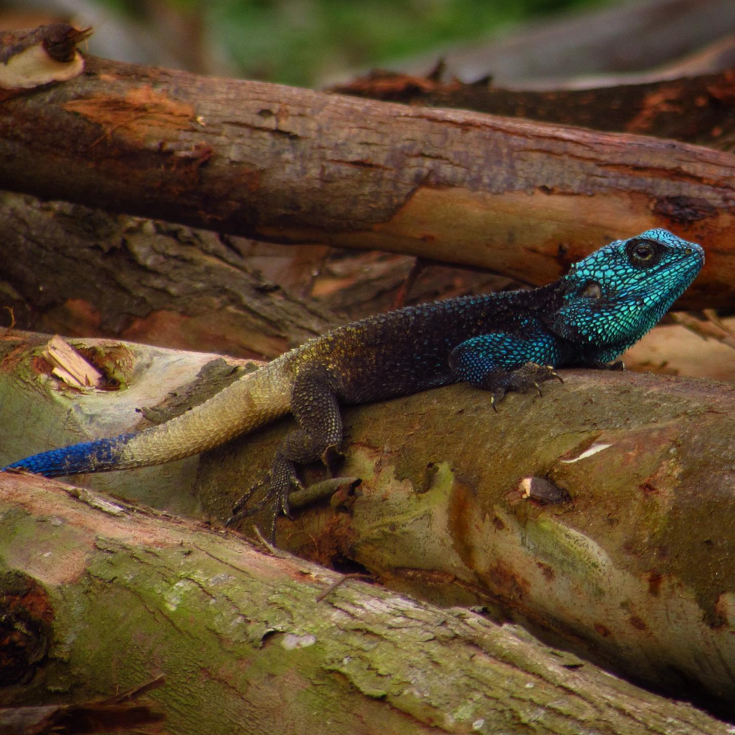 Agama lizard