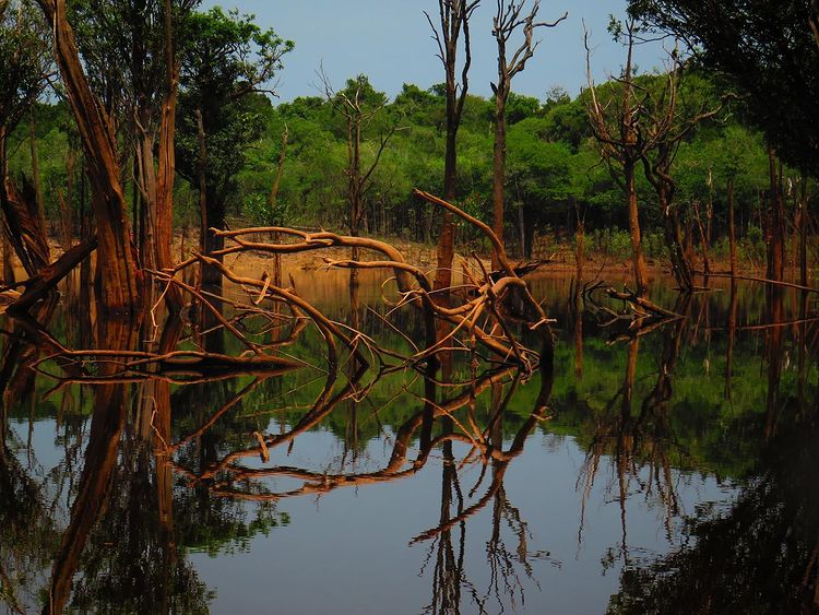 mangrove amazon