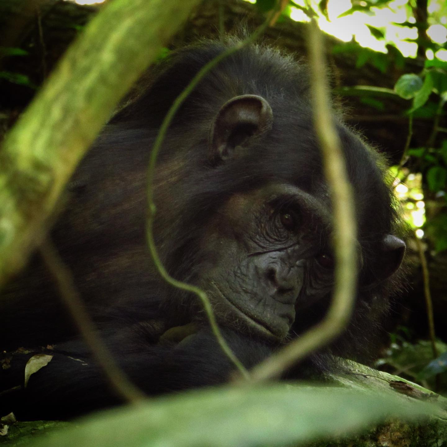 female chimp