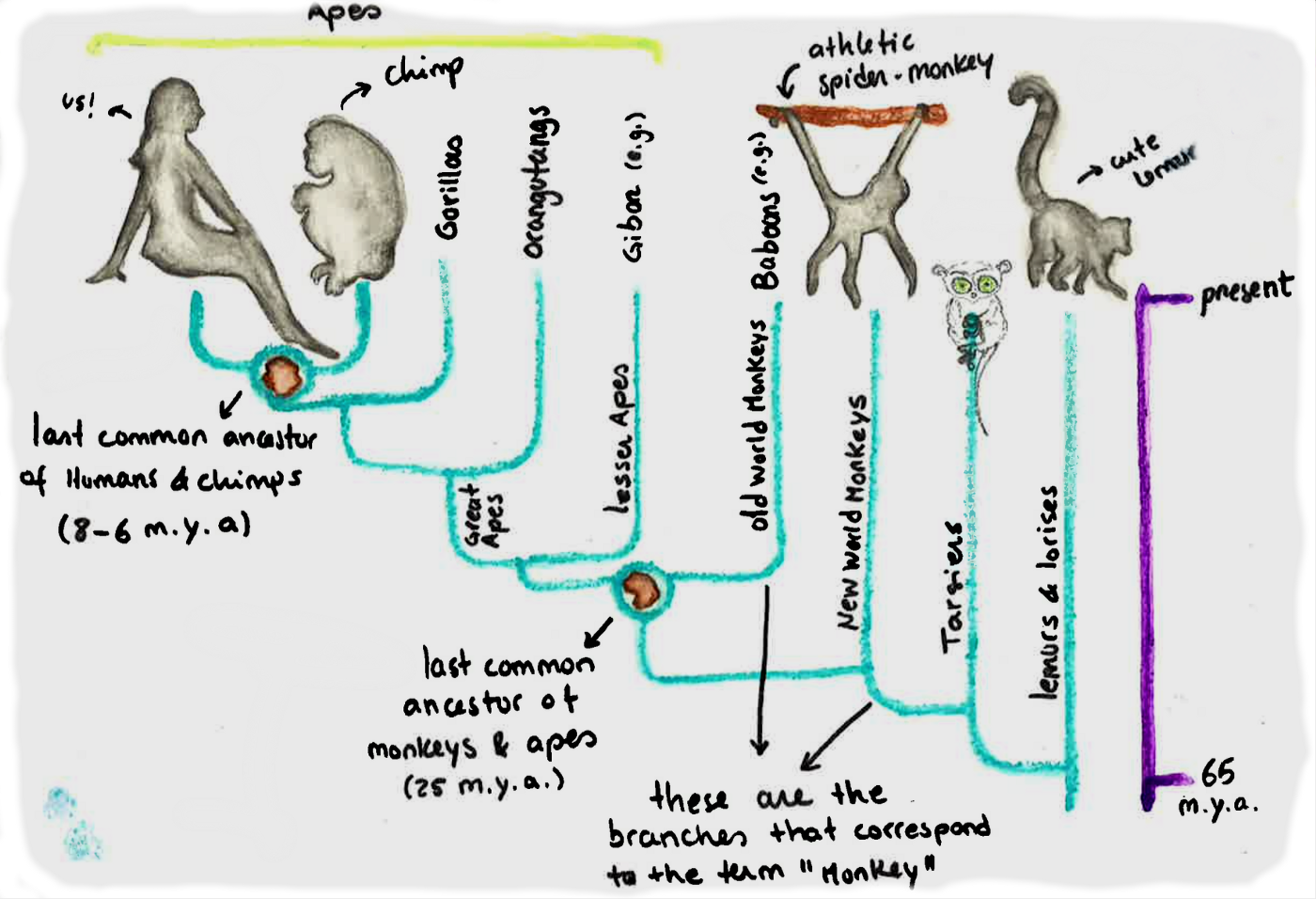 Evolution tree drawing