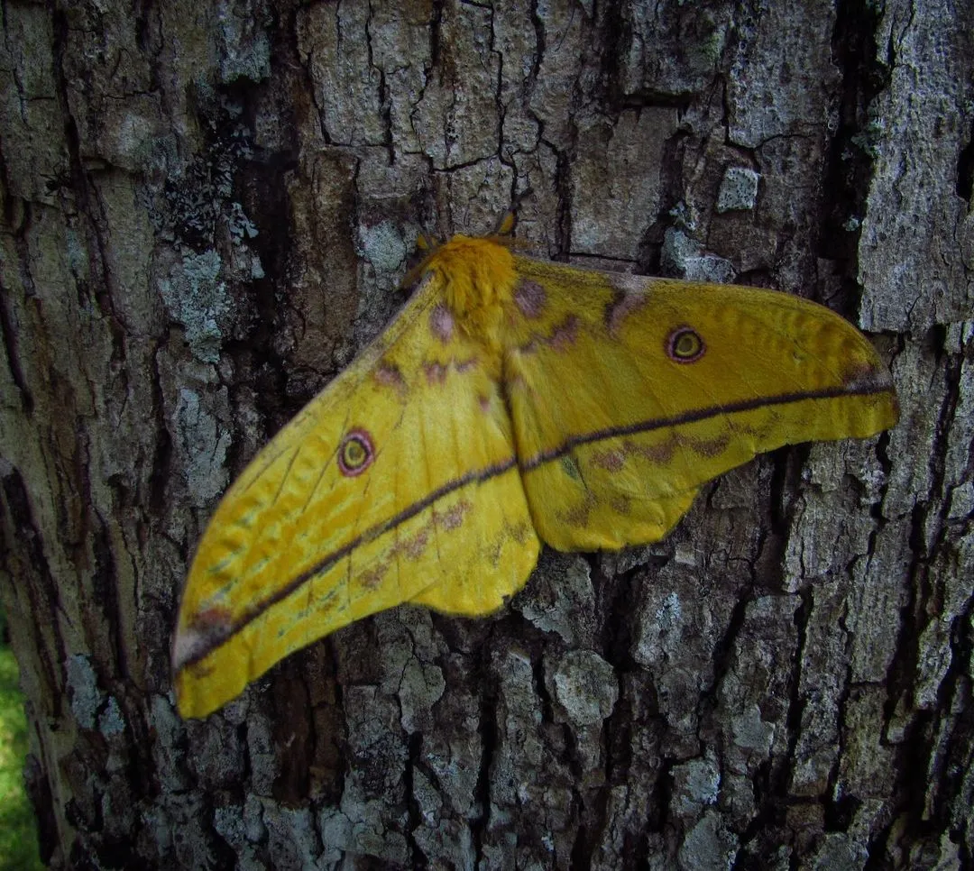 Yellow moth on a tree