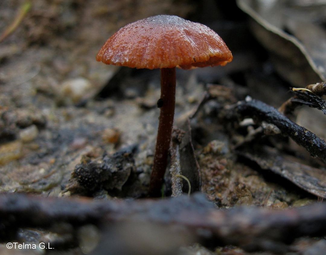 small mushroom