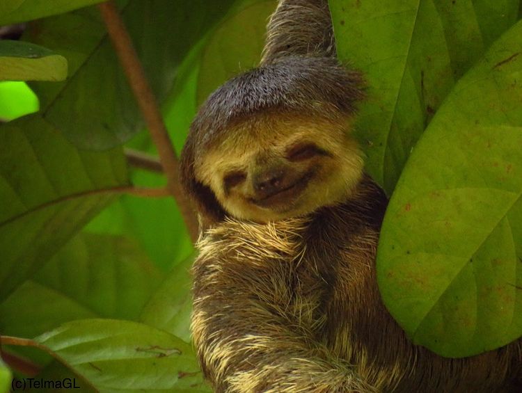 A baby sloth