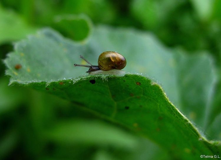 snail